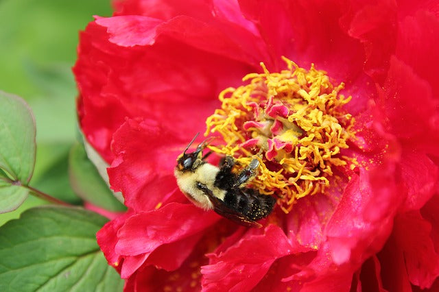 Bumblebees In Decline