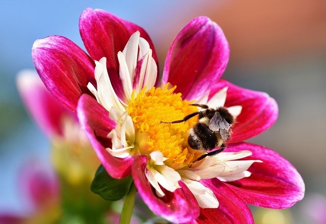 6 Bees Important to Our Ecosystem