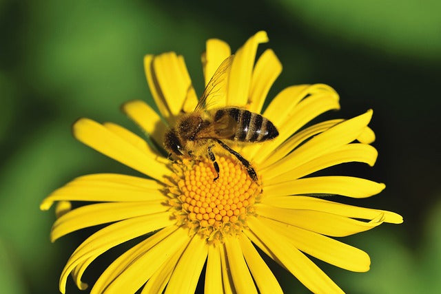The Bee Buzz Around the World