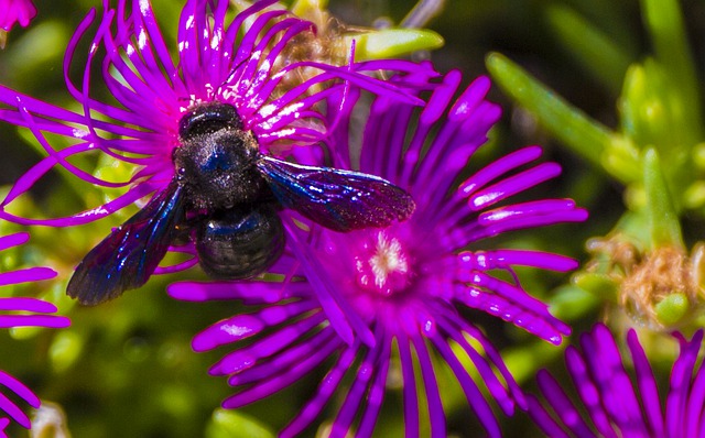 Bees of North Florida and South Georgia