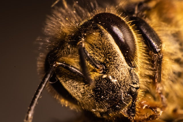 The Five Eyes of the Honeybee - Wildflower Meadows