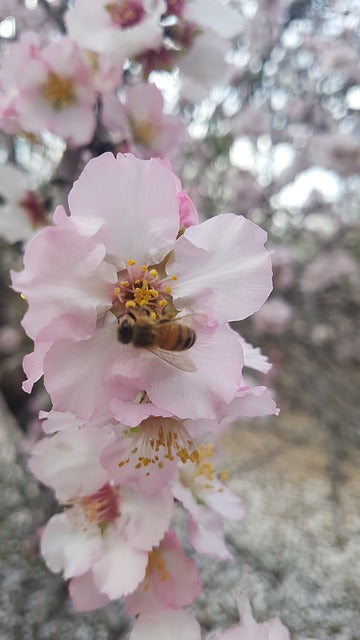 Almond Growers Welcome News of the Arrival of Bees