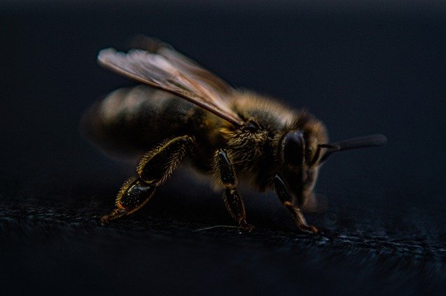 Irish Homegrown Mushroom Hives May Save the Bees