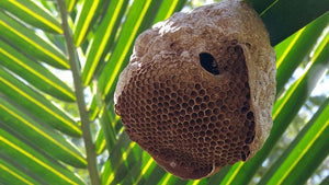 Bee Burners Become Beekeepers