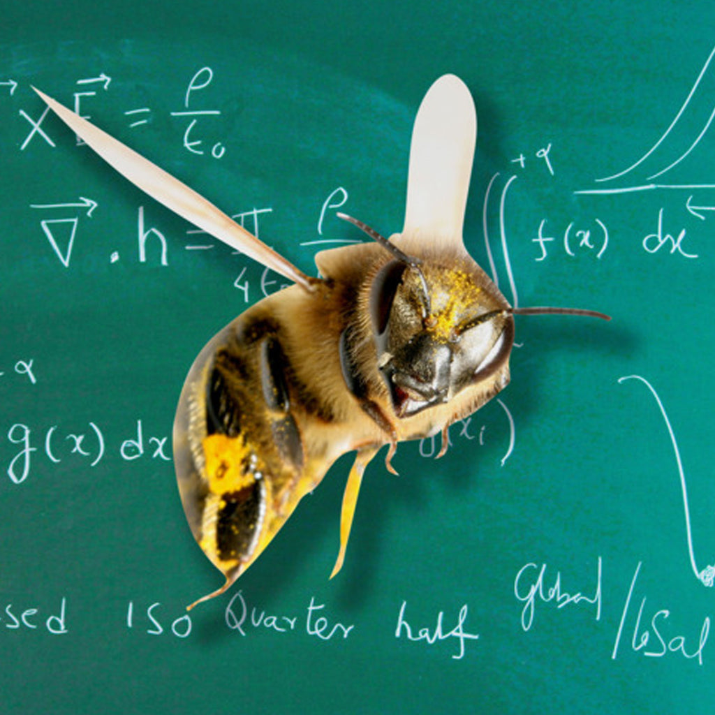 Bees Can Do Simple Math