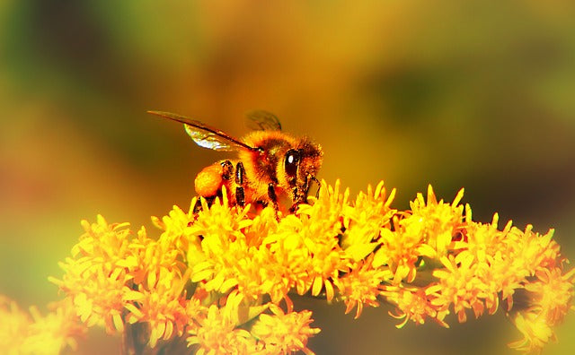 Make Your Garden a Bee Friendly Oasis