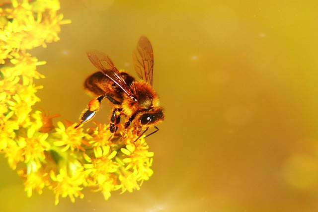 Untraditional Bee Food