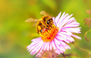 Honeybees Taste with Mouth, Front Feet and Antennae
