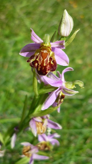 Bee and Orchid Mimicry