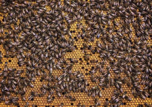 Over 1 Million Bees Perish On a UPS Delivery Truck