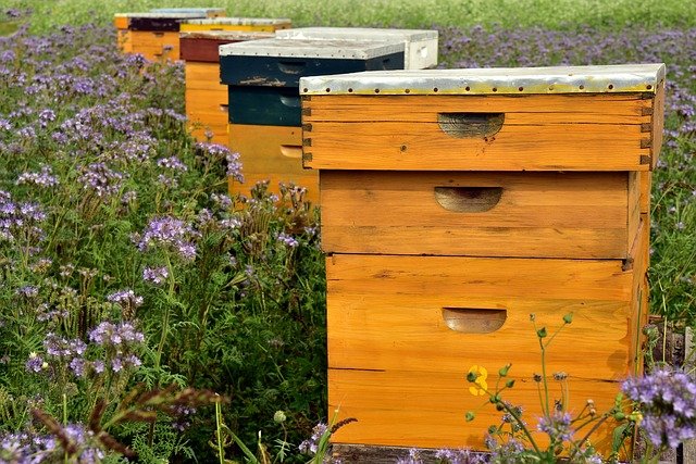 Community Kindness Helps Beekeepers After Hive Vandalism