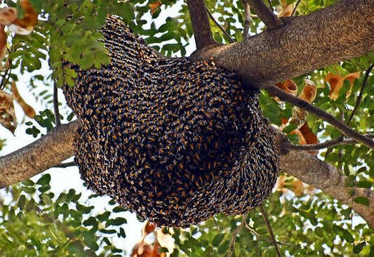 How to Attract a Swarm of Bees to Your Garden