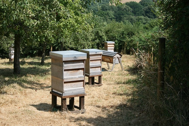 UK Beekeeper Wonders If Covid-19 Is Causing Bee Thefts