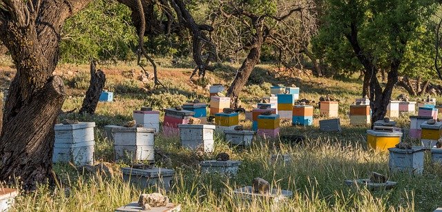 There’s More to Beekeeping Than Meets the Eye