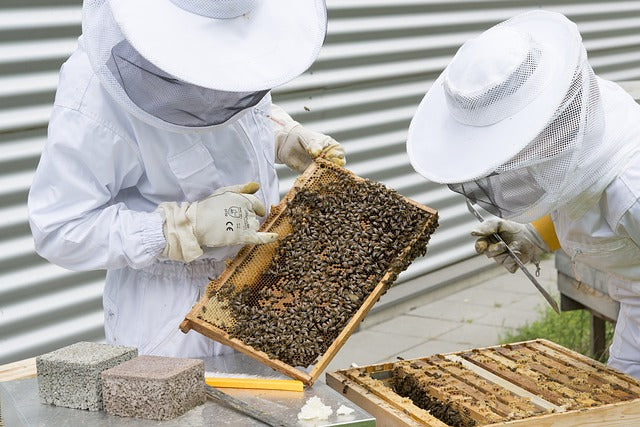 Beekeeping for Prisoners