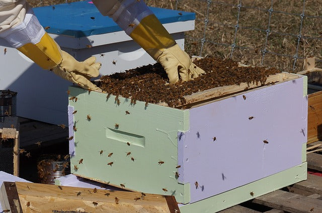 Will New Bees Be Accepted In The Hive?