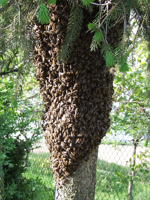 Do Not Harm Swarming Bees Please