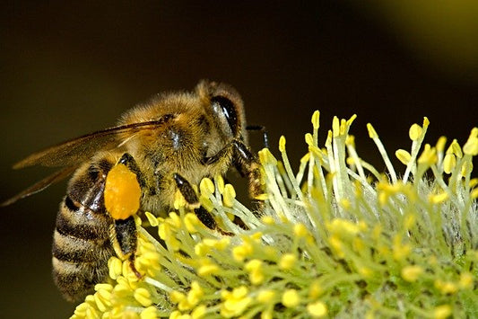 Recipe: Bee Bread