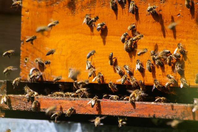 Beekeeping 101 Virtual Class - Become a Beekeeper