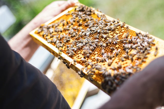 Bees Thrive Due to Covid-19 Lockdowns Worldwide