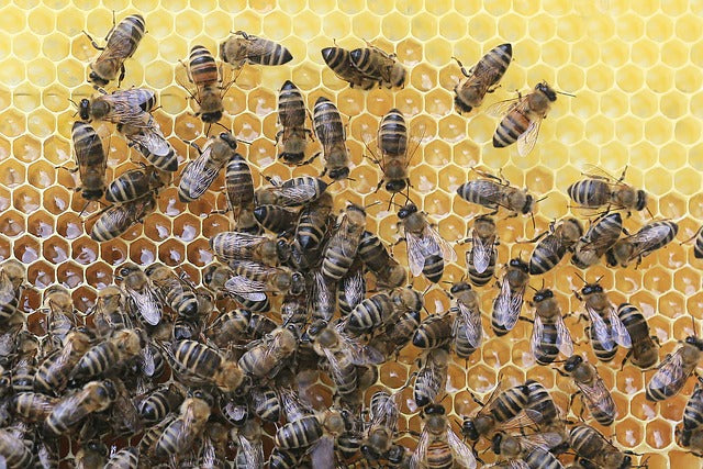 Honeybees and Giant Japanese Hornets