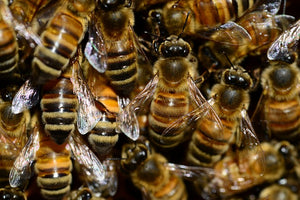 Bees Drop to Floor When Lights Go Out