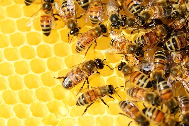 Beauty Secrets of Honey
