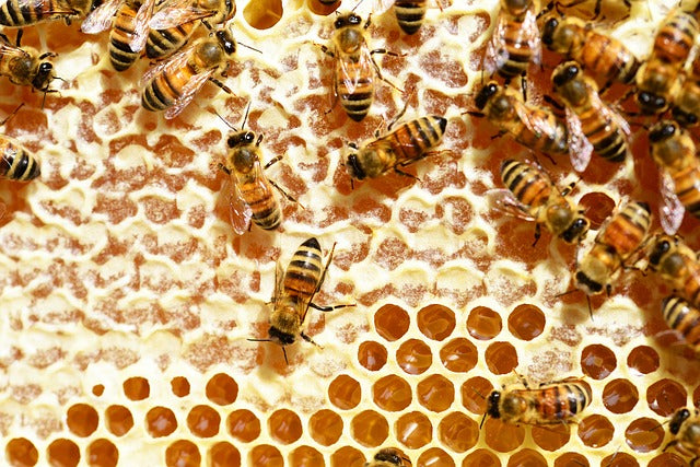 Why Honeybees Love The Hexagon