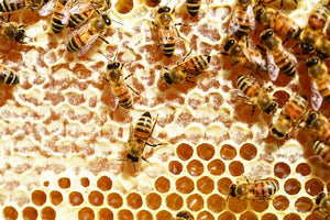 Urban Bees In Rome Italy Thrived During Lockdown
