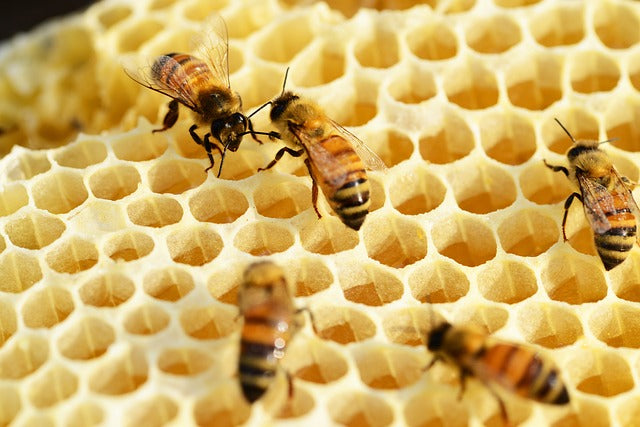Pesticide Deadly to Bees Now Easily Detectable in Honey