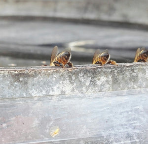 Bees Need Water