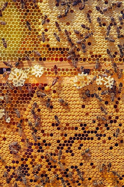Honeybee Riddle from TED-Ed