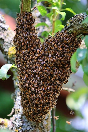A Scottish Beekeeper on Bee Swarms