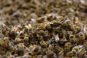 Another 5 Million Poisoned Bees in Costa Rica
