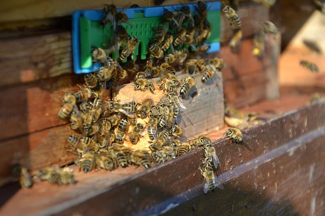 Rescuing Bees from Trash and Compost Bins