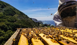 Honey Hunters During Lockdown
