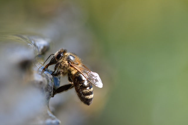 Honeybees Use Magnetic Abdomens to Navigate