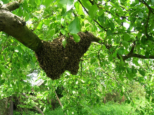 Petition To Protect Honeybee Swarms and Colonies from Extermination