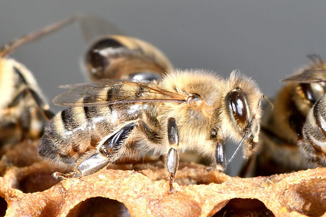 New Research Finds Origin of Western Honeybee