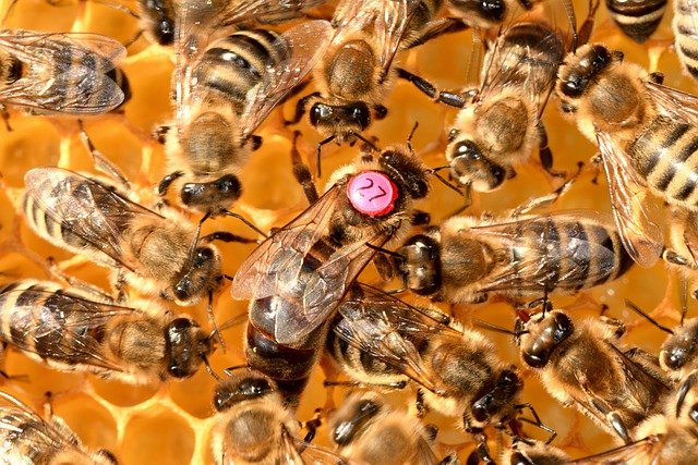 Queen Bee Failure — Scientists Find Clues