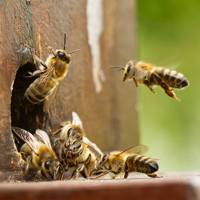 Millions of Bees in 500 Beehives Burn in California Wildfires