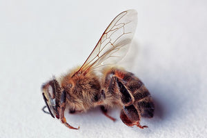 Over 1.5 Million Bees Burnt To Death In Malta Arson Attack