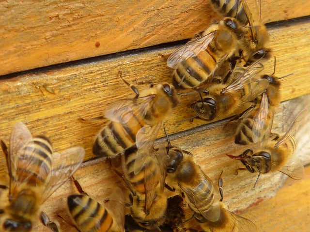 Hand-Feeding Australian Bees to Survive Winter