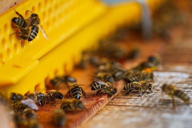 18-Million Florida Bees Head to California Almond Orchards