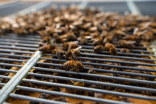 One Million Bees Saved from Rising Flood Waters