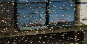 Bee Swarming Season