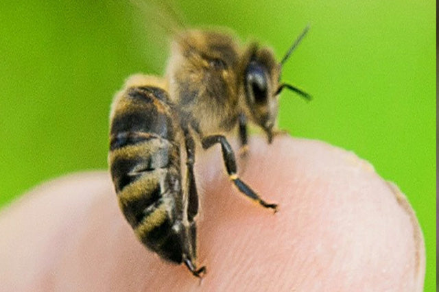 Do Bees Always Die When They Sting?
