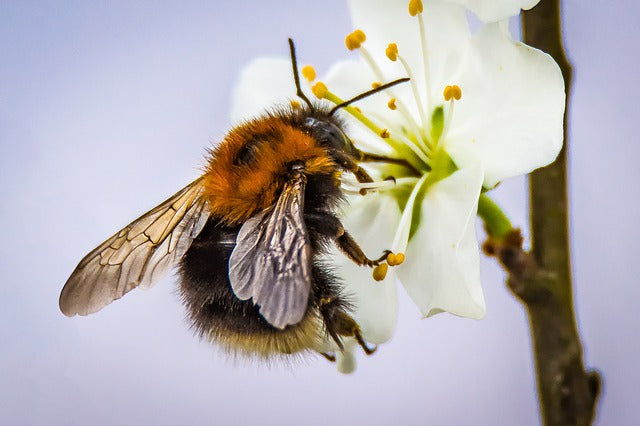 Wild Bees Decline Due to Pesticides and Food Scarcity