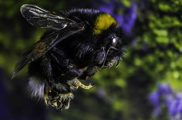 The Buzz on Buzz-Pollination
