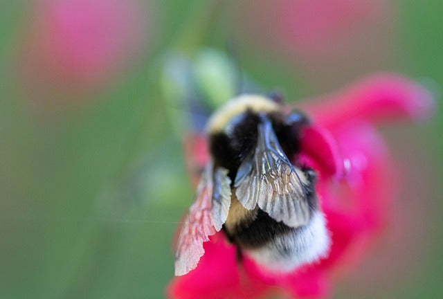 Why Bumblebees Stare At Flowers After Foraging